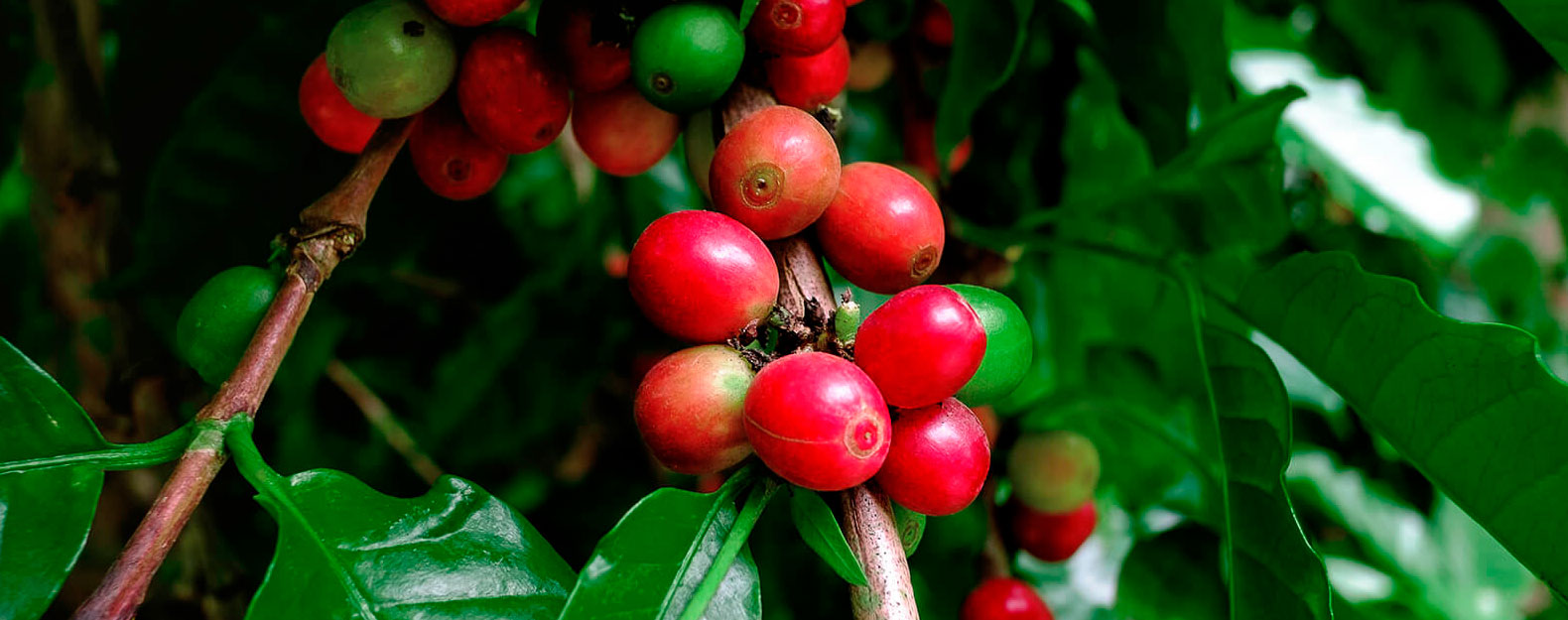 Combo Fazenda Varietal